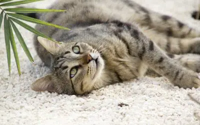 6 Popular Non-Toxic Houseplants for Homes with Pets