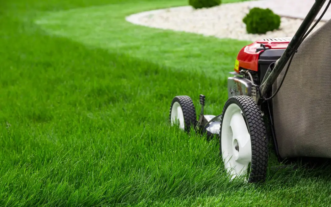 6 Simple Summer Lawn Care Habits That Make a Big Difference