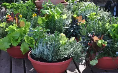 Container Gardening Made Easy: Smart Tips for Thriving Plants in Any Space