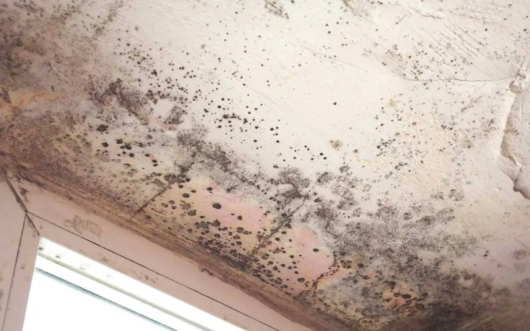 Mold Testing